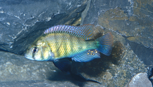 Haplochromis ishmaeli (Foto: Erwin Schraml)